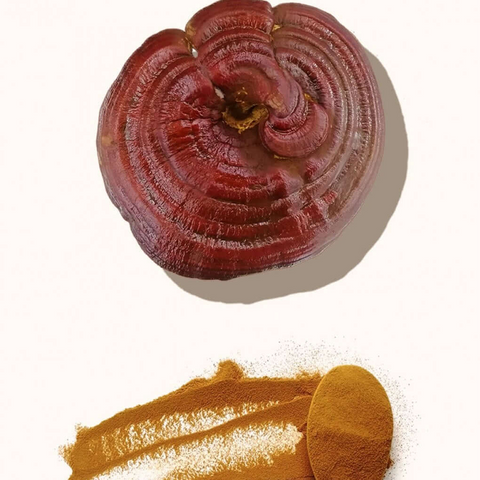 Reishi en Polvo