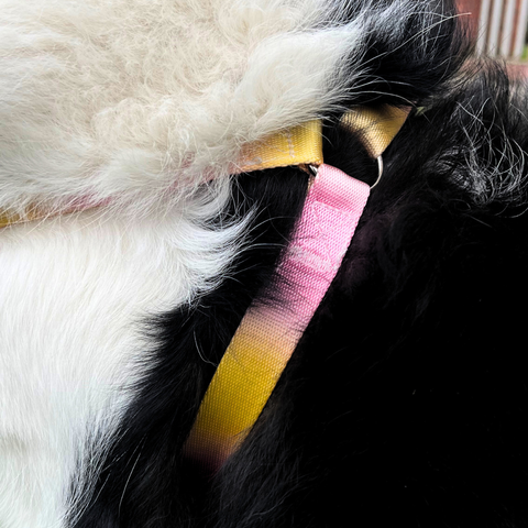 Arnés + Correa Rosa con Amarillo para Mascotas