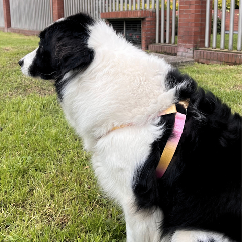 Arnés + Correa Rosa con Amarillo para Mascotas
