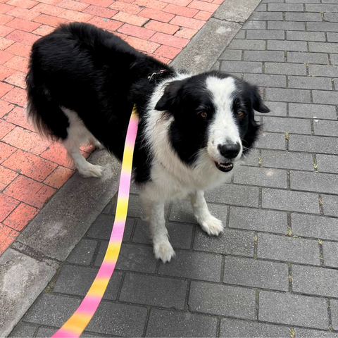 Arnés + Correa Rosa con Amarillo para Mascotas