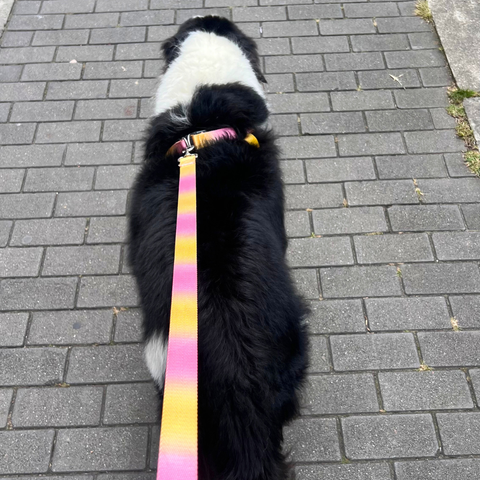 Arnés + Correa Azul con Morado para Mascotas Mediano