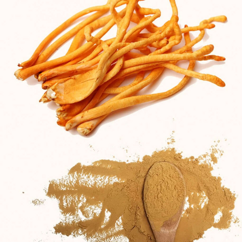 Cordyceps en Polvo